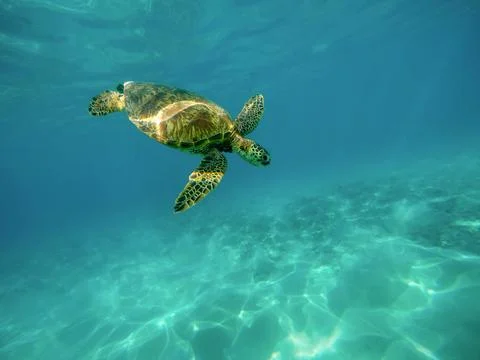 Swimming sea turtle Foto stock
