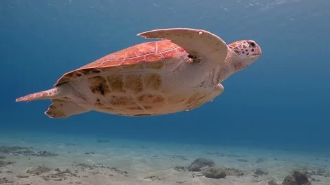 Swimming sea turtle. Underwater video from scuba diving with sea turtles. Stock Footage