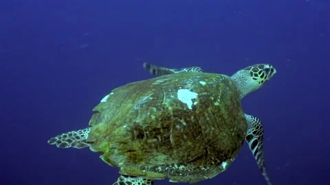 Swimming with sea turtle in the waters of the philippines Vídeos de archivo 321421388