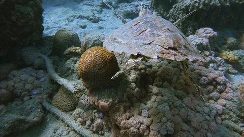 From Swimming with Sea Turtles to Diving Under Coral Stock Footage 332856057