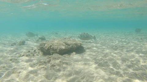 Swimming at the seabed with fish 스톡 동영상 114174716