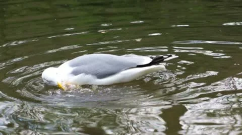 Swimming seagull Video stock 10880335