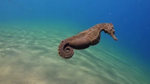 Swimming Seahorse (Hippocampus) Stock Footage