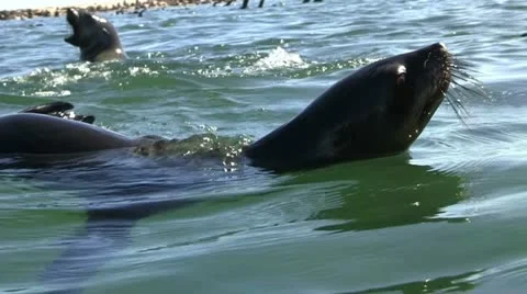 Swimming seal, close up Stock Footage 11978294
