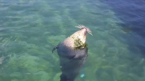 Swimming Seal Stock Footage 85364254