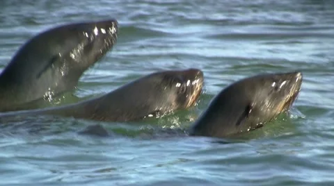 Swimming seals 1 Stock Footage 11978307