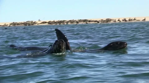 Swimming seals 2 Stock Footage 11978320