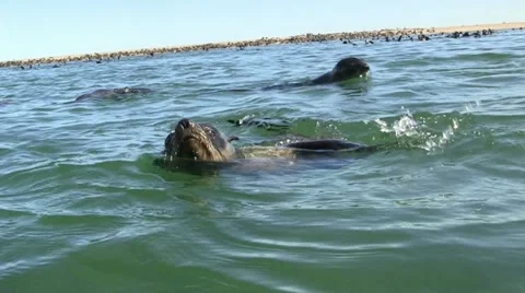 Swimming seals 4 Stock Footage 11975592