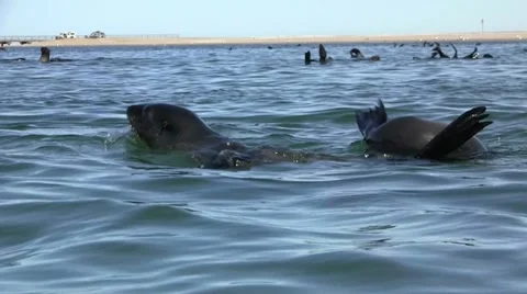 Swimming seals 5 Stock Footage 11975367