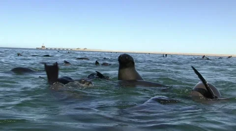 Swimming seals 7 Stock Footage 11975465