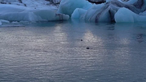 Swimming seals Stock Footage 73255650