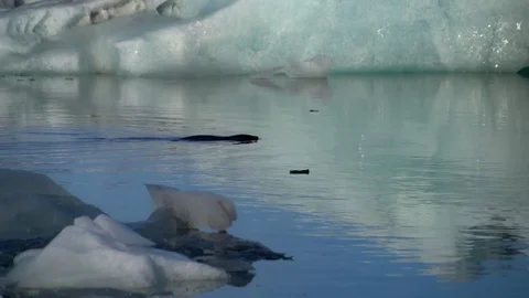 Swimming seals Stock Footage 73256775