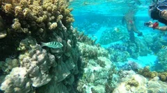 Swimming With Several Fish In A Coral Ga Stock Video Pond5