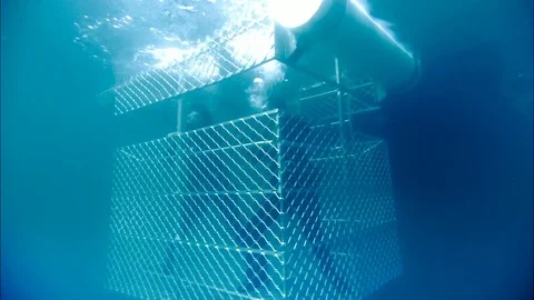 Swimming In Shark Cage Stock Footage 80181419