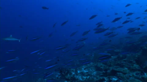 Swimming shark Stock Footage 40083152