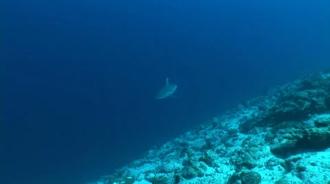 Swimming shark Video stock 40083229