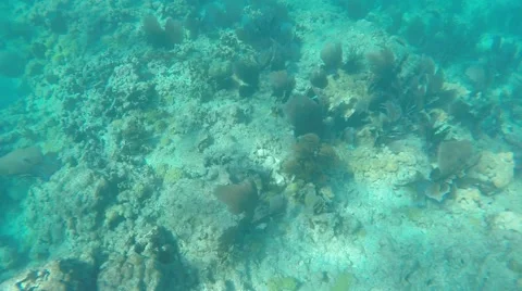 Swimming with Shark 動画素材 58156023