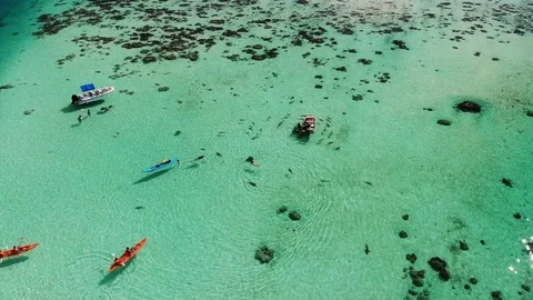 Swimming with sharks and sting rays, Tiahura, Moorea,French Polynesia Stock Footage 91408647
