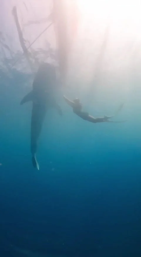 Swimming with sharks Stock Footage 243008624