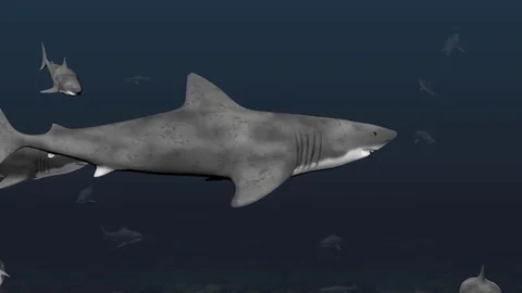 Swimming sharks looking for prey Stock Footage 81296851