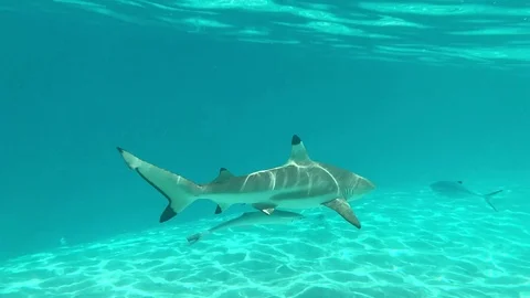 Swimming with sharks &amp; sting rays, Bora Bora Stock Footage 103050519
