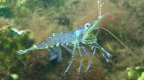 Swimming shrimp Stock Footage 48530537