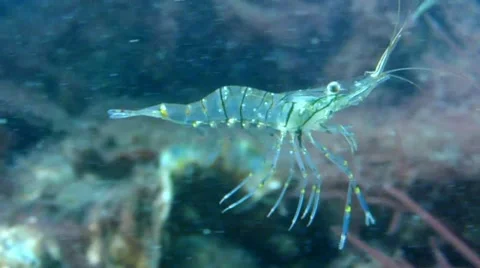 shrimp underwater