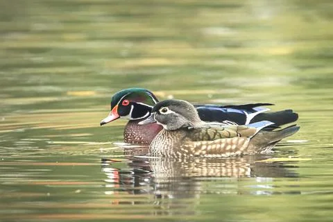 Swimming side by side. Stock Photos