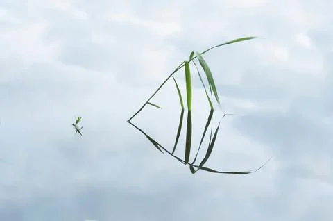 Swimming in the sky Stock Photos