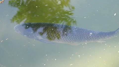 Swimming slowly, large Carp navigate murky waters of a calm park Stock Footage 321559137