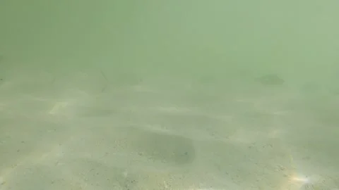 Swimming small fish at the bottom of the beach in Dubai Stock Footage 221583333
