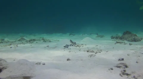 Swimming Snake eel Stock Footage 22933547