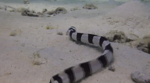 Swimming Snake eel Stock Footage 22933702