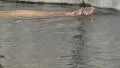 Swimming snorting Walrus closeup HD Footage