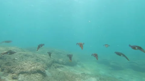 Swimming With Squid Underwater Stock Footage 137042297