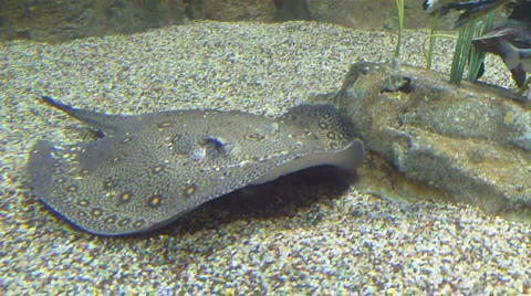 Swimming Stingray Vidéo 925685