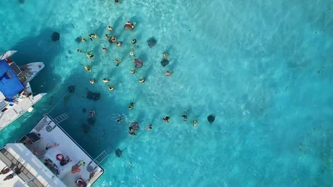Swimming with Stingrays in Stingray City, Grand Cayman, Cayman Islands Stock Footage