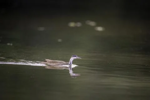 Swimming Sun Grebe Stock Photos