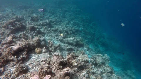 Swimming Surgeon Fish Stock Footage 101487147