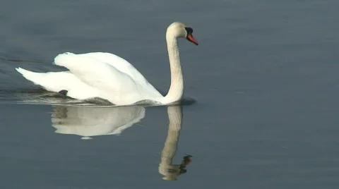 Swimming swan Stock Footage 67962