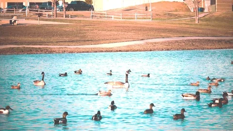 Swimming Swan 스톡 동영상 86618820