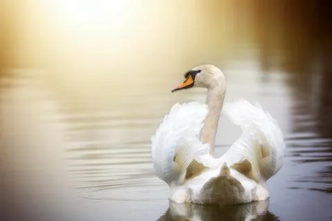 Swimming swan Stock Photos