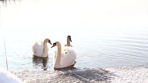 Swimming swans Stock Footage 99119430
