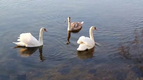 Swimming swans Stock Footage 99119439