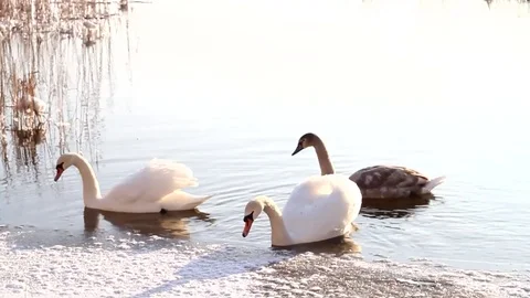 Swimming swans Stock Footage 99119444