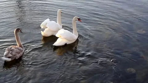 Swimming swans Stock Footage 99119452
