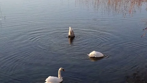 Swimming swans Stock Footage 99119465