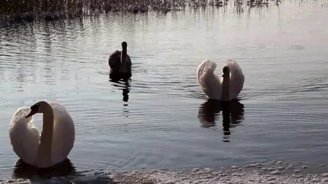 Swimming swans Stock Footage 99119480