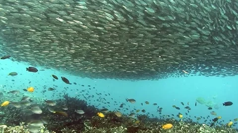 Swimming symphony a tuna school in the philippines Stock Footage 312491237