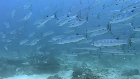 Swimming Through a Barracuda Tornado off Sipadan Island Video stock 340586057